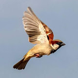 పదచిత్ర